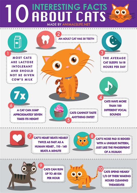 All about cats. Things To Know About All about cats. 