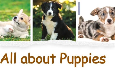 All about puppies. Things To Know About All about puppies. 