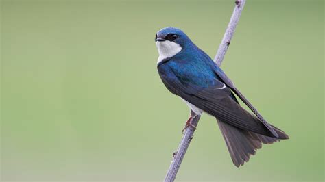 All birds are shrinking — but small birds are shrinking fastest