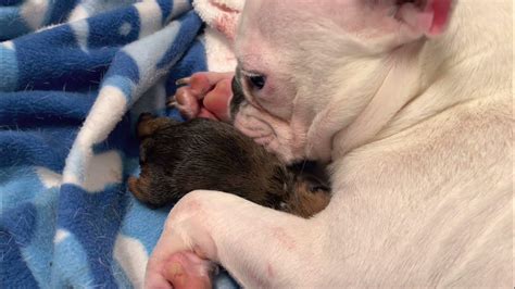 All dogs are different and so the time it takes a Frenchie to give birth will vary drastically