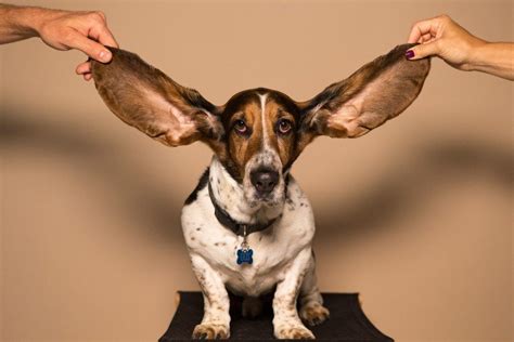 All ears. Things To Know About All ears. 
