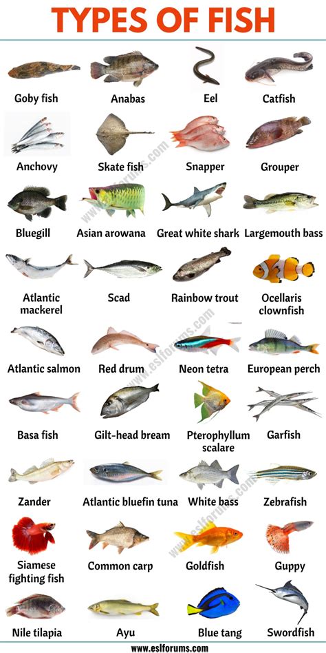 All kinds of fish! Pirate