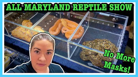 All maryland reptile show. All Maryland Reptile Show. Saturday, Apr 6, 2024 at 9:00 a.m. EDT Havre de Grace Community Center. 100 Lagaret Lane, Havre de Grace, MD 21078 ... About the Event. Providing a large selection of legal, healthy reptiles and supplies in a safe and informative environment. Admission: Admission – $8 for Adults $3 for Kids 6-11 Free for … 