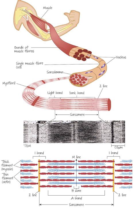 All of the muscle fibers innervated by a single motor nerve fiber. The step in which the muscle fiber develops tension and may shorten is called ______. contraction. A synapse is the point where a nerve fiber meets a target cell. When the target cell is a muscle fiber, this type of synapse is called a _______ junction. neuromuscular.. 