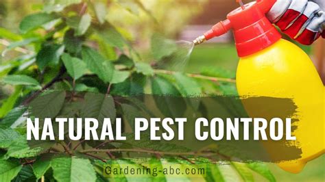 All natural pest elimination. Things To Know About All natural pest elimination. 