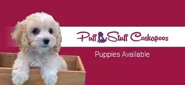All the brilliant breeders you find on Pets4You want the best homes for their beloved pups, so they will help with everything you need before you choose your dream dog