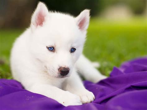 If you purchase an all-white Husky puppy with blue eyes from a reputable breeder or rescue group then you will be getting a healthy pet. The American Kennel Club (AKC) has a list of breeders that meet certain standards for breeding. These breeders are required to submit to the AKC rigorous standards for breeding. Once the dogs are bred, …. 
