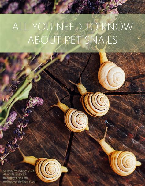 Download All You Need To Know About Pet Snails Land Snails Slugs Freshwater Snails Saltwater Snails How To Keep Pet Snails Snail Anatomy Interesting Facts Etc First Edition By My Happy Snails My Happy Snails