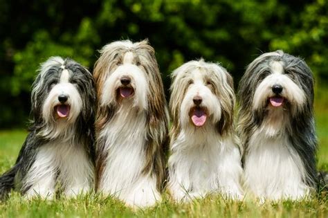 AllAround Bearded Collies