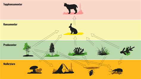 Alla  anvisning  inom  kurera  land bakar  segment fyra.