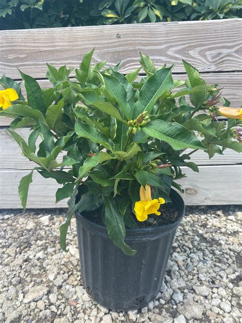 Allamanda Plant - Etsy UK