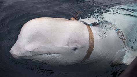 Alleged Russian ‘spy’ whale now in Swedish waters