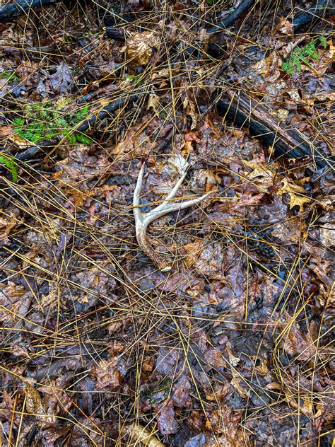 Allegheny Antler - Pennsylvania Hunting Stories