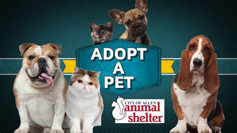 Allen animal shelter. Things To Know About Allen animal shelter. 