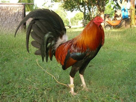 The Allen is a world-famous fighting cock first bred in Mississippi. This fighting breed is comparable in size to the Hatch, coming in around 4.7 pounds. The Allen Roundhead is a striking fighting cock with a medium vertical stance, pea comb, and robust tail feathers. They look similar to a Hatch with yellow-red feathers and a dark chest.. 