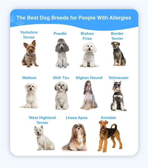 Allergi fri hunde