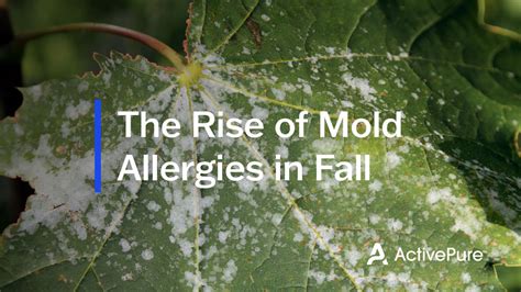 Allergy sufferers feeling effects from rising mold counts, fall allergens