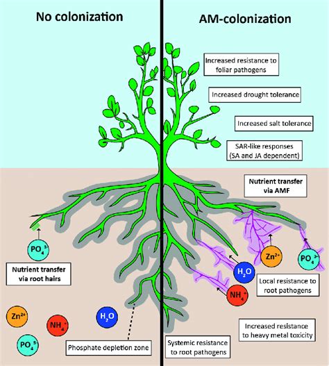 Alleviation of Cadmium Stress by Arbuscular Mycorrhizal Symbiosis