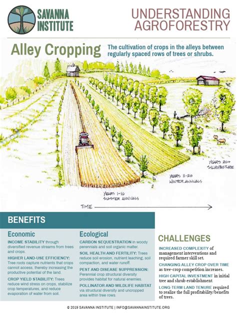 Alley Cropping Understanding Agroforestry
