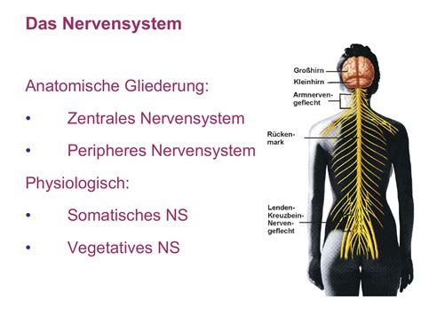 Allgemeine anatomie und physiologie des nervensystems. - Vieilles fermes du pays de montreuil..