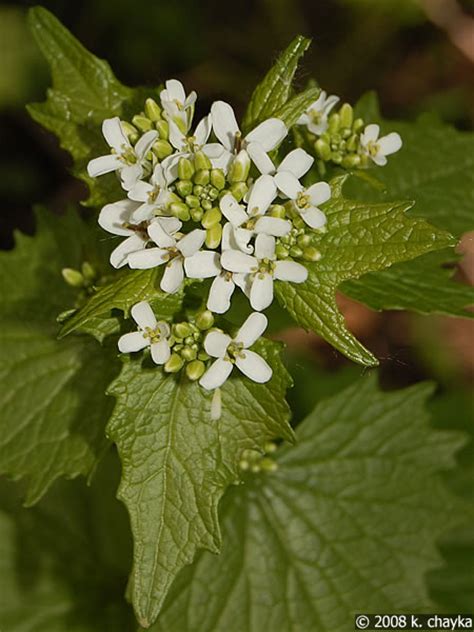 Alliaria petiolata (Garlic Mustard) - Minnesota Wildflowers