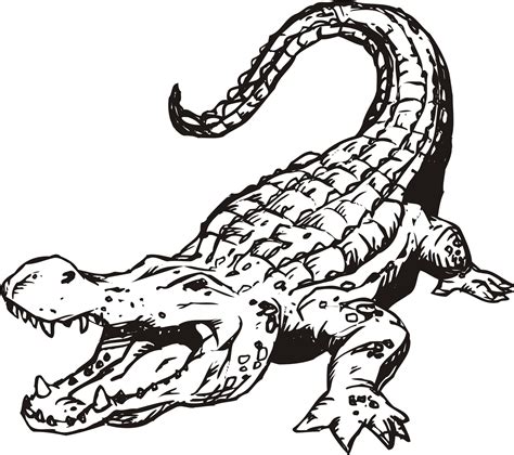 Alligator Coloring Book