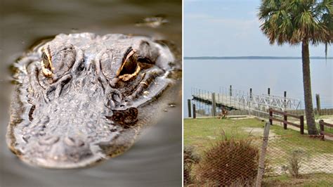 Alligator attack florida. Things To Know About Alligator attack florida. 