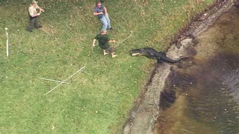 Alligator attacks. ST. PETERSBURG, Fla. — An alligator attacked a homeless woman who fell into a Florida canal on Monday morning, authorities said. The woman was resting on a sea wall when she fell into the canal ... 