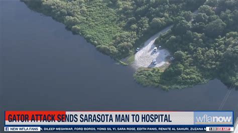 Alligator bites Sarasota man; second attack within the last week