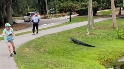 Alligator charges at fisherman and it’s caught on camera