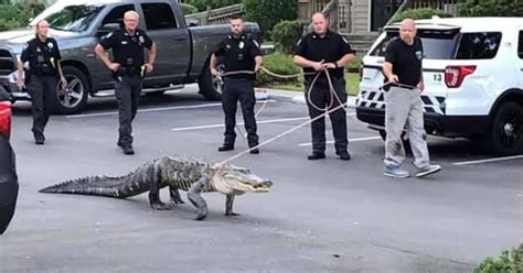 Oct 23, 2023 · All Escort Alligator Classified Ads for Miami, FL. change city. POST AD. Mon. Oct. 23 Posted: 9:30 AM 🌹VALERI ... . 