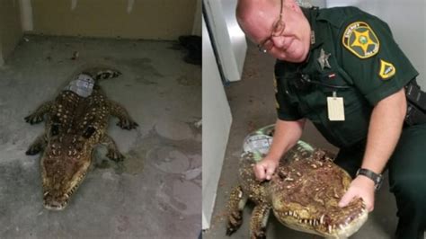 Alligator found in Florida shed turns out to be inflatable pool float