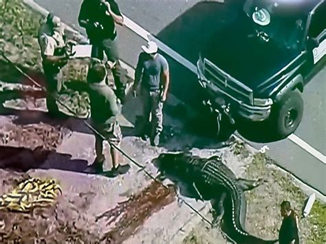 Alligator killed after human body pulled from Florida waterway