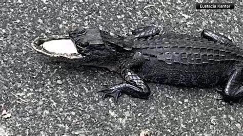 Alligator missing upper jaw rescued by Florida trappers