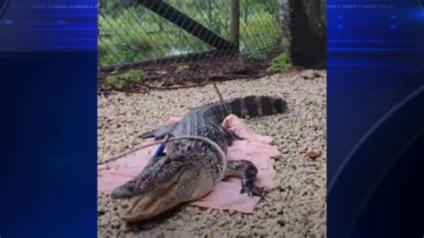 Alligator recovering at Everglades Outpost sanctuary after being hit by car in Homestead