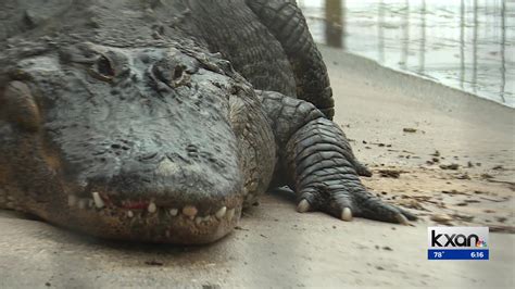 Alligator returned to Central Texas zoo 20 years after volunteer allegedly stole it as an egg