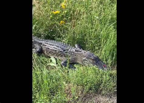 Alligator sighting sparks concern in Hillsboro Beach