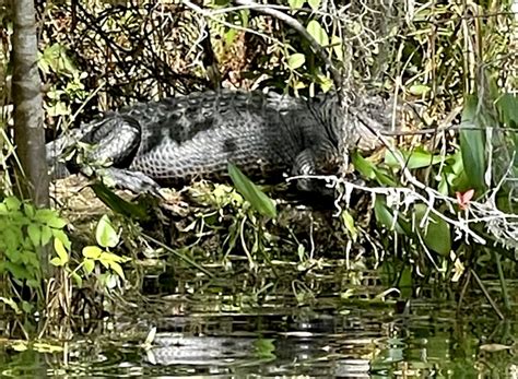 Alligator that menaced a Florida paddleboarder is killed WUSF …