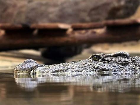 Alligator with knife in head found swimming in Florida pond