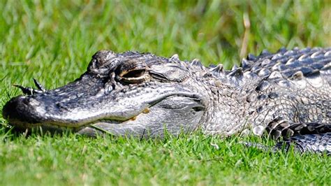 Alligators in Beltsville? Apartment residents warned to be careful while walking pets