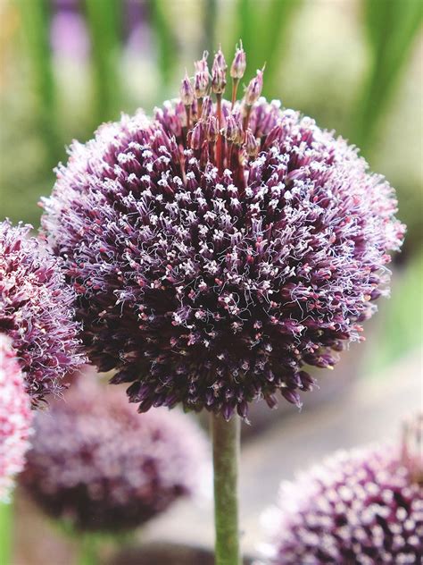 Allium Forelock - Allium Bulbs from DutchGrown™