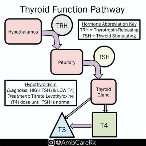 Allium and Thyroid Function