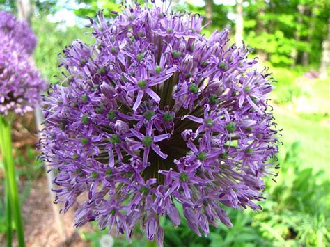 Allium blomma