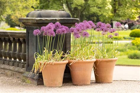 Alliums in pots