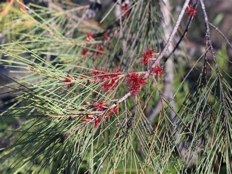 Allocasuarina