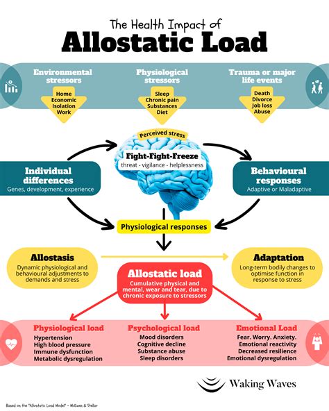 Allostasis Load & Examples What is Allostasis? Study.com