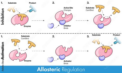 Allosteric Enzyme Models