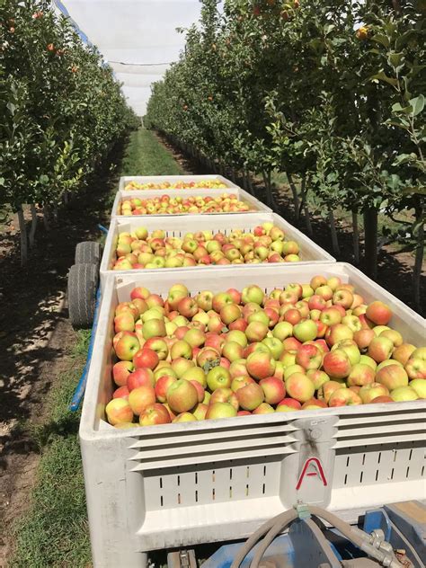 Allred Orchards Inc in Payson, UT 84651 - (801) 465-2321