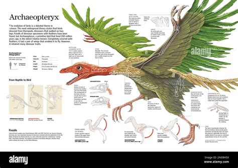 Allt Om Archaeopteryx &ndash; En Guide Till Dinosaurien