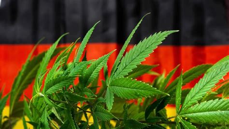 Almanya’da marihuananın ‘sınırlı’ yasallaşması konusunda anlaşıldı